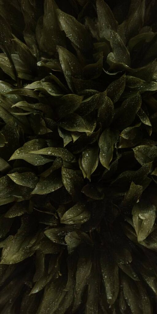 Close-up of dark green leaves with water droplets, glossy and lush surface visible.