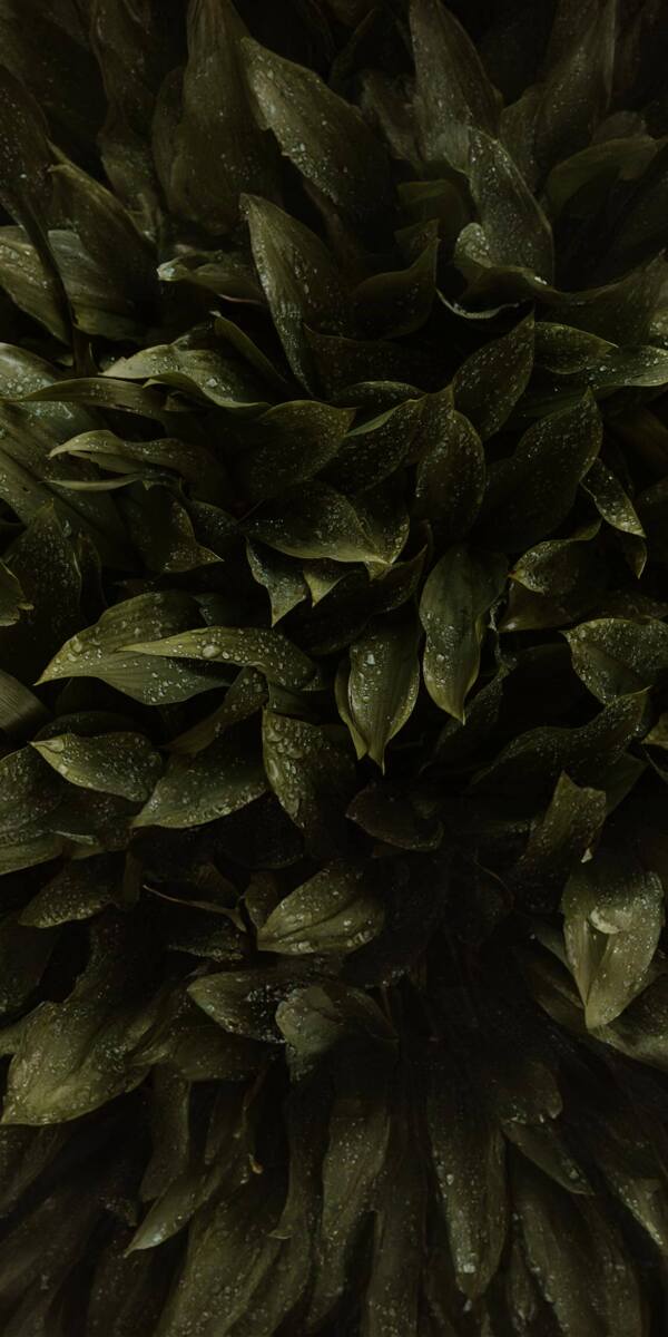 Close-up of dark green leaves with water droplets, glossy and lush surface visible.